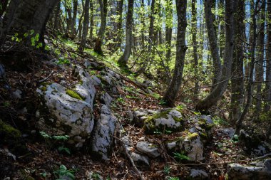 Baharda kayalık bir tepede açık orman.