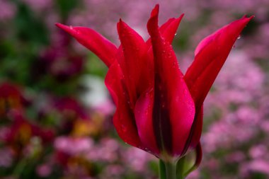 Pembe unutkanlardan oluşan bir yatakta kırmızı lale. Yağmur damlalarıyla yakın plan.