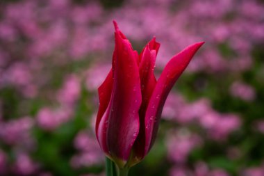 Pembe unutkanlardan oluşan bir yatakta kırmızı lale. Yağmur damlalarıyla yakın plan.