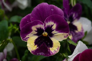 Viola Tricolor, yatakta nonoşlar. Yağmur damlalarıyla yakın plan.
