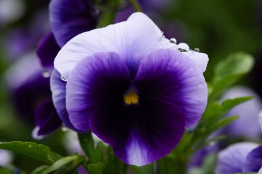 Viola Tricolor, yatakta nonoşlar. Yağmur damlalarıyla yakın plan.