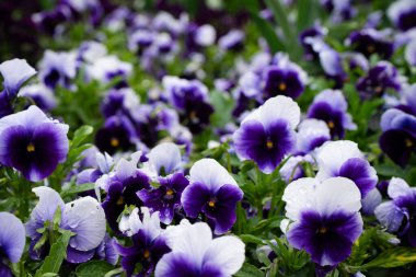 Viola Tricolor, yatakta nonoşlar.