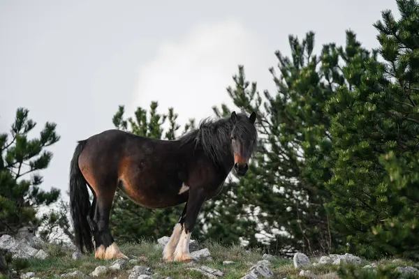 Hırvatistan 'da hamile bir kısrak.