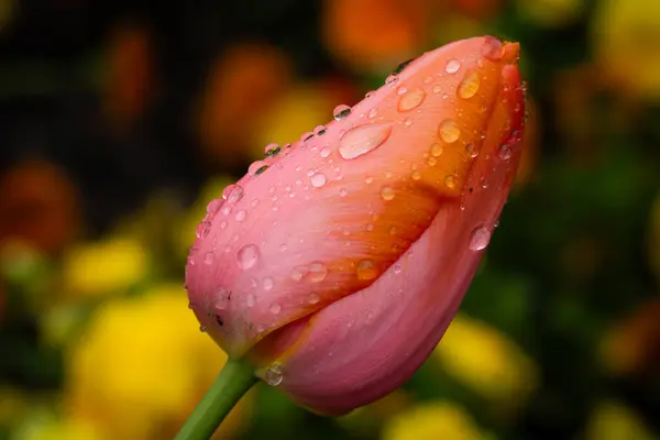 Kapalı bir lale çiçeğine yakın çekim yağmur damlalarıyla.