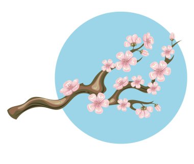 Sakura kiraz ağacı çiçeği soyutlanmış seti. Vektör düz grafik tasarım çizimi