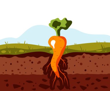 Havuç toprak konseptinde yetişir. Vektör grafik tasarım çizim ögesi