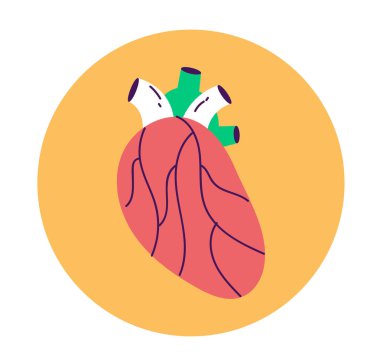 İnsan kalbi iç organı ikonu izole etti. Vektör düz çizgi film grafik tasarımı