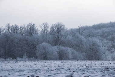Güzel kış manzarası, tarla ve ormanları karla kaplı.