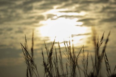 Ormanın yakınında sarı gün batımı