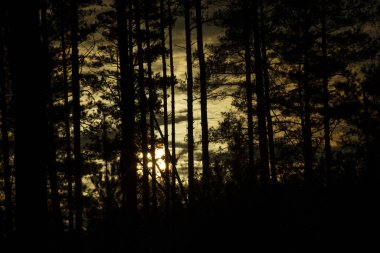 Altın günbatımında gizemli sonbahar ormanı