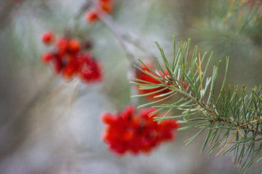 Işığın güzel yansımalarının arka planında siyah bir gül