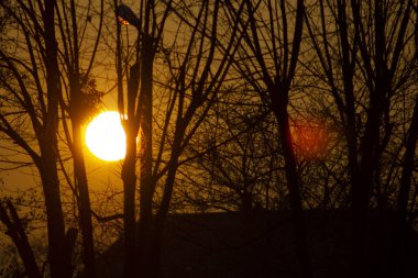 Işığın güzel yansımalarının arka planında siyah bir gül