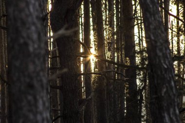 Altın günbatımında gizemli sonbahar ormanı