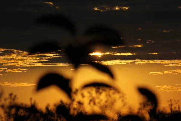 Çimlerin üzerinde altın gün batımı