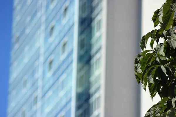 Kestane yaprakları arka planda bokeh ile