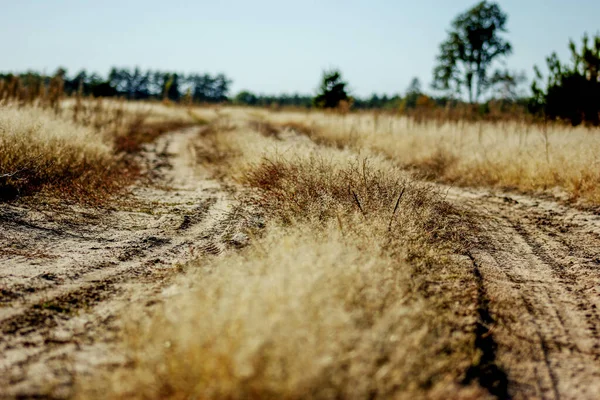 Kuru altın otlarla dolu bir tarlada sonbahar yolu