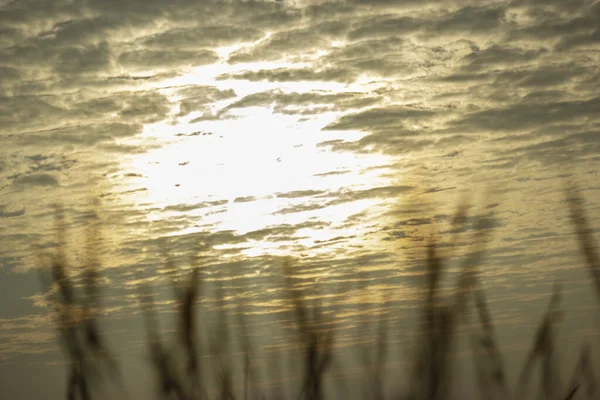 Ormanın yakınında sarı gün batımı