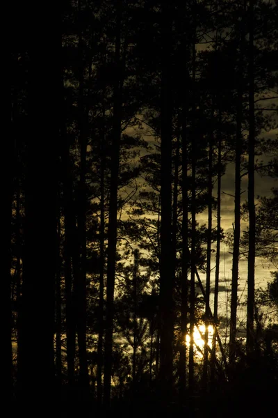 Altın günbatımında gizemli sonbahar ormanı