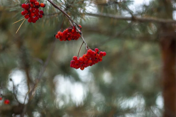 Sonbahar ormanındaki güzel viburnum 