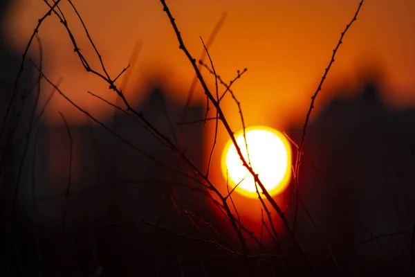 Işığın güzel yansımalarının arka planında siyah bir gül