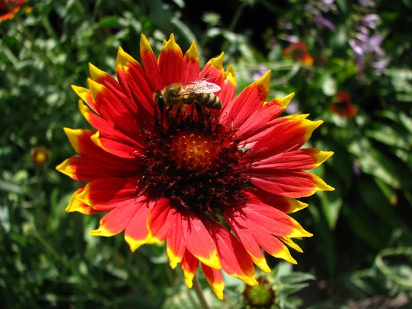 Bahçedeki muhteşem Hint battaniyesi