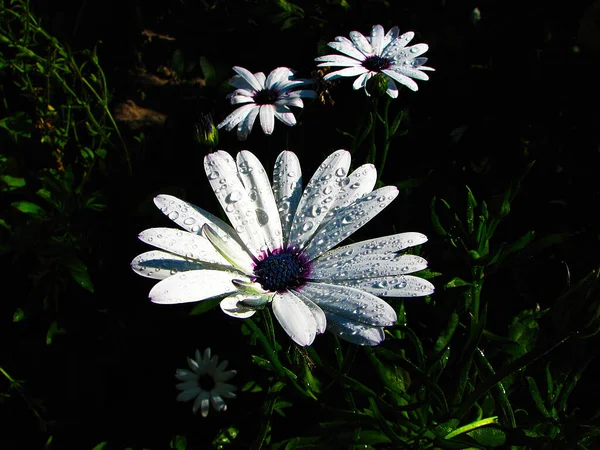 Bahçedeki yumuşak afrikalı papatya