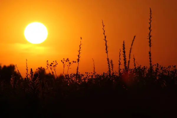 Yolun arka planında çimlerle gün batımı