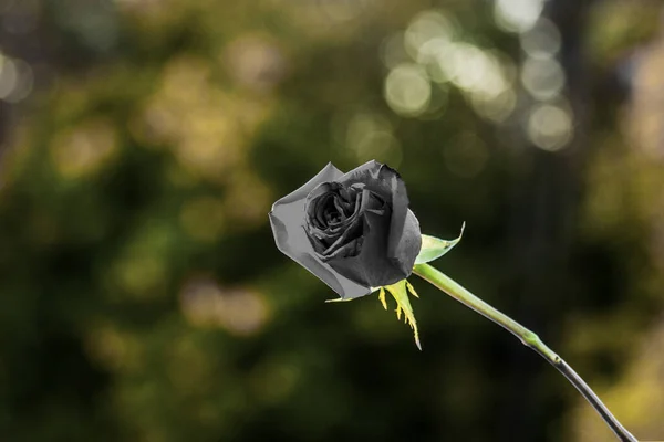 black rose on the background of beautiful reflections of light