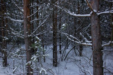 Winter snow-covered green pine