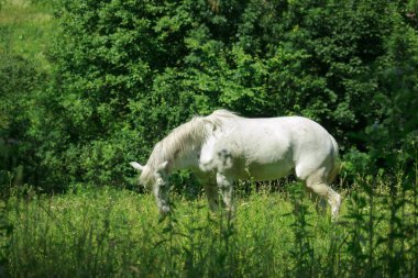 A wild white horse grazes on a green field of grass on a sunny day
