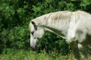 A wild white horse grazes on a green field of grass on a sunny day