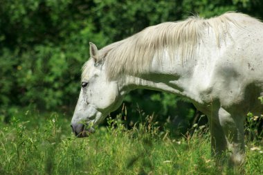 A wild white horse grazes on a green field of grass on a sunny day