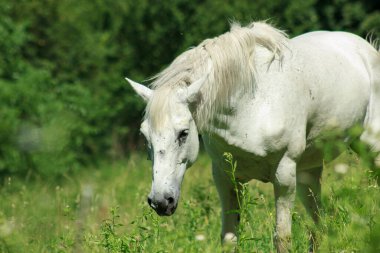 A wild white horse grazes on a green field of grass on a sunny day