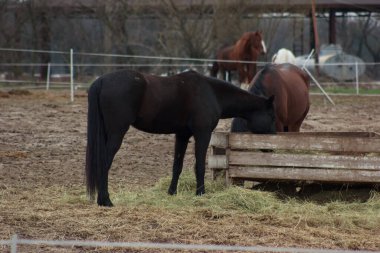 A herd of horses eats grass from a feeder in a pen