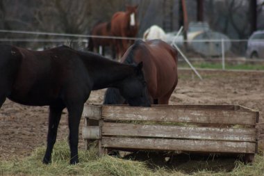 A herd of horses eats grass from a feeder in a pen