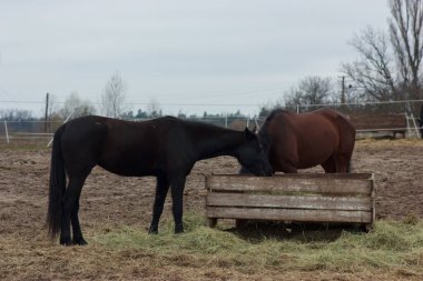 A herd of horses eats grass from a feeder in a pen