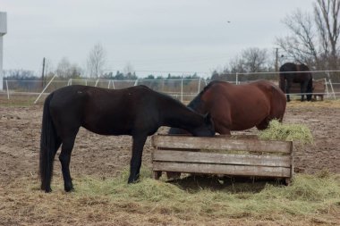 A herd of horses eats grass from a feeder in a pen