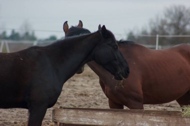 A herd of horses eats grass from a feeder in a pen