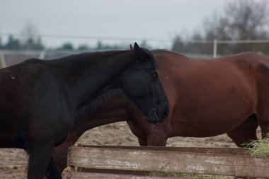 A herd of horses eats grass from a feeder in a pen