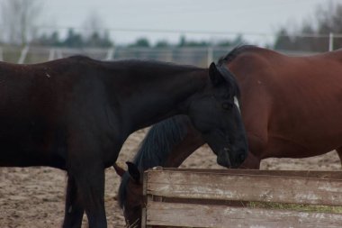 A herd of horses eats grass from a feeder in a pen