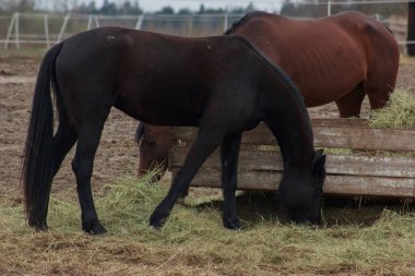 A herd of horses eats grass from a feeder in a pen