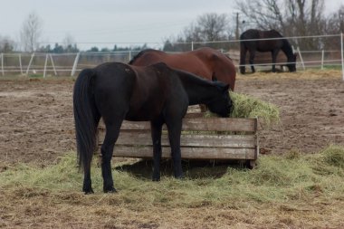 A herd of horses eats grass from a feeder in a pen