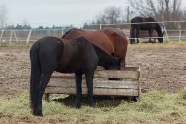 A herd of horses eats grass from a feeder in a pen