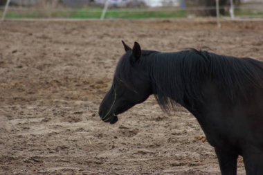 A herd of horses eats grass from a feeder in a pen