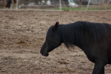A herd of horses eats grass from a feeder in a pen