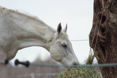 A white thoroughbred horse eats boudin straw outside from a trough