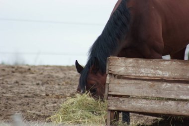 A herd of horses eats grass from a feeder in a pen