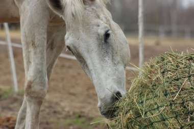 A white thoroughbred horse eats boudin straw outside from a trough
