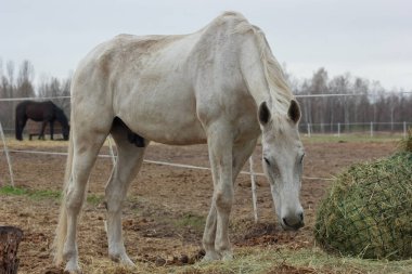 A white thoroughbred horse eats boudin straw outside from a trough