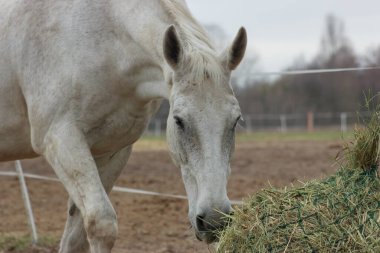A white thoroughbred horse eats boudin straw outside from a trough
